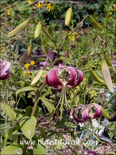 The petals are reflexed tightly back to the stem of the flower.